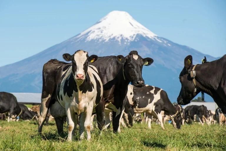 osorno3